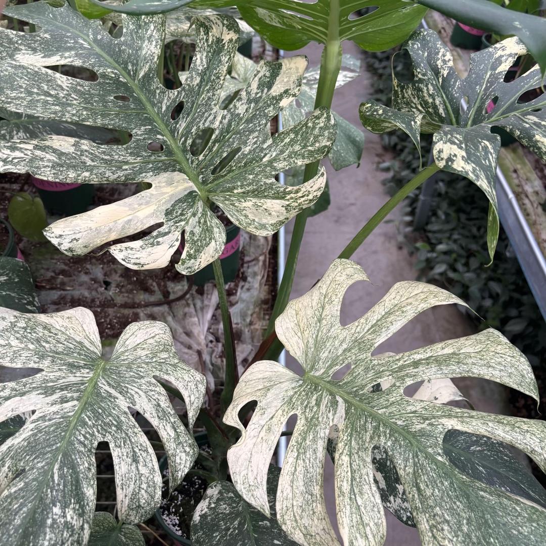 曼曼园艺肥料