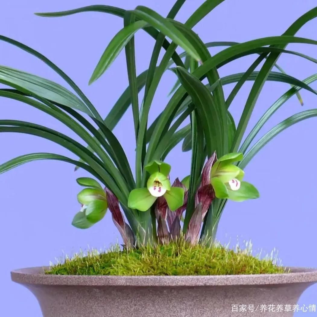 香香石斛花卉