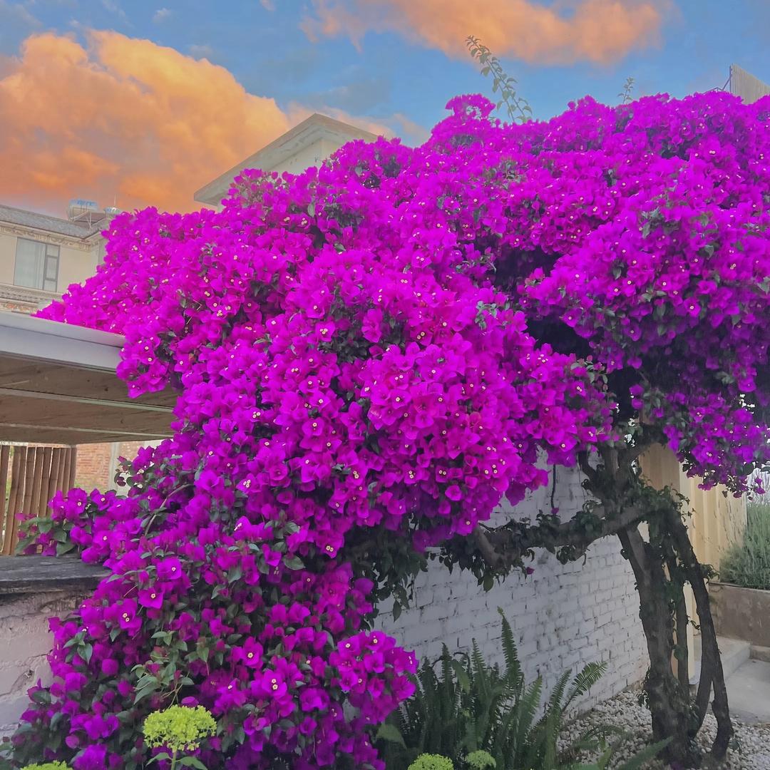 凤四 朋伦百货店（个体工商户）