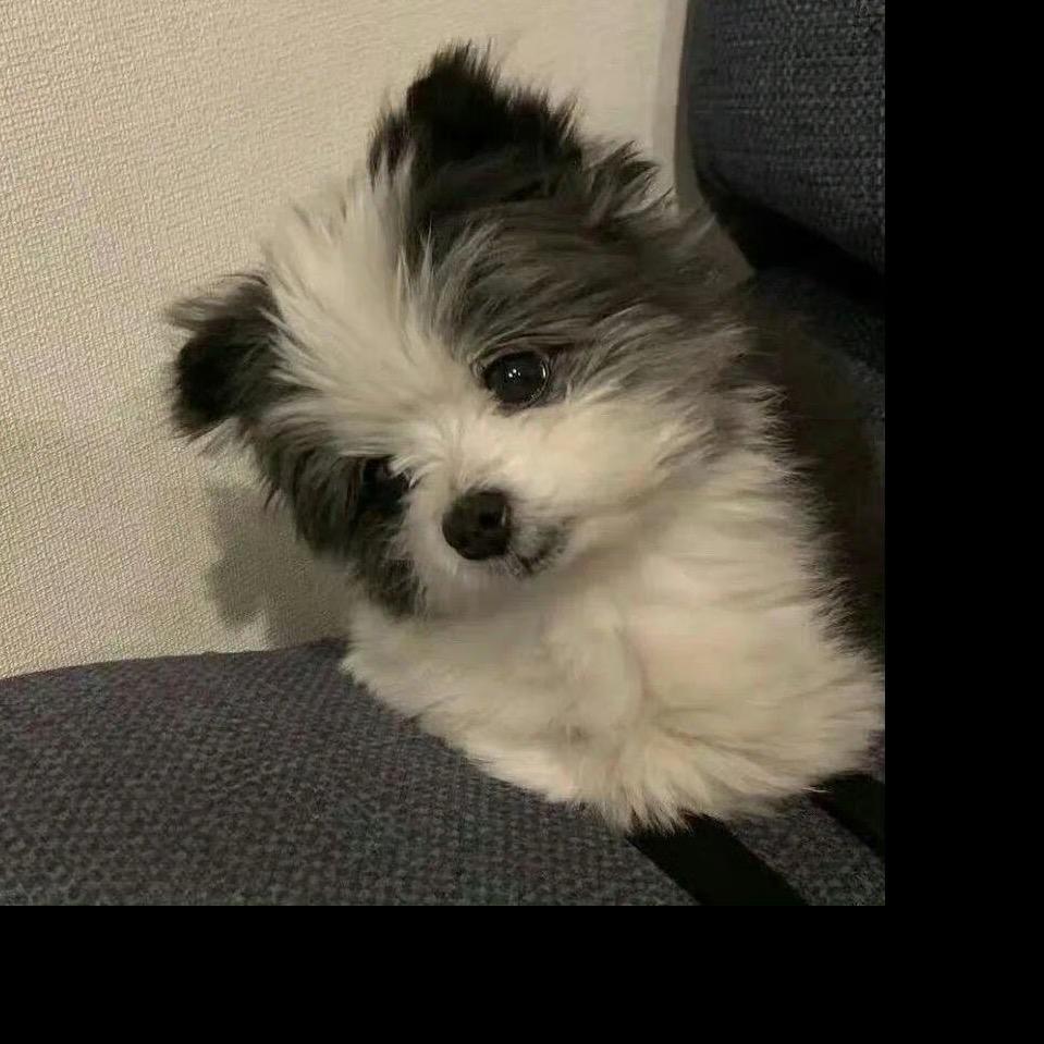 馋猫🧐