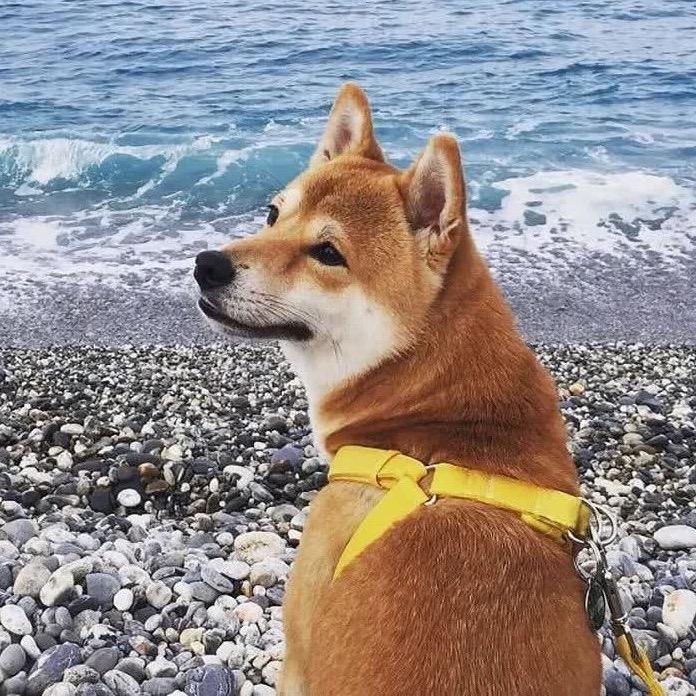 我不是摸🐟