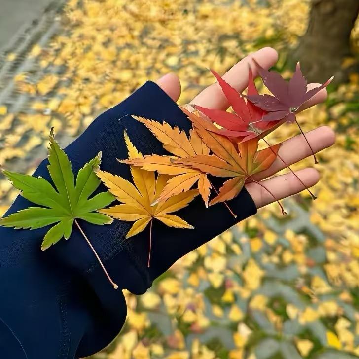 秋儿