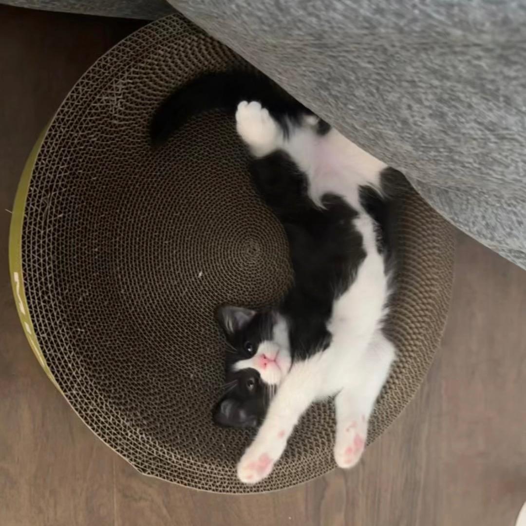 山大王奶牛猫蛋堡