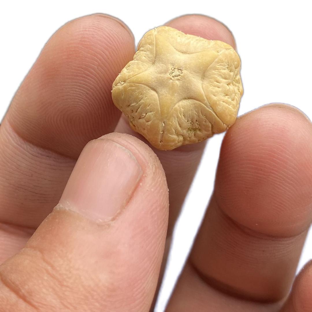 梵轩凤眼菩提（小敏）