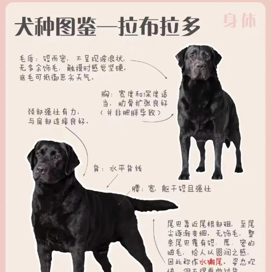家有萌宠（拉布拉多）