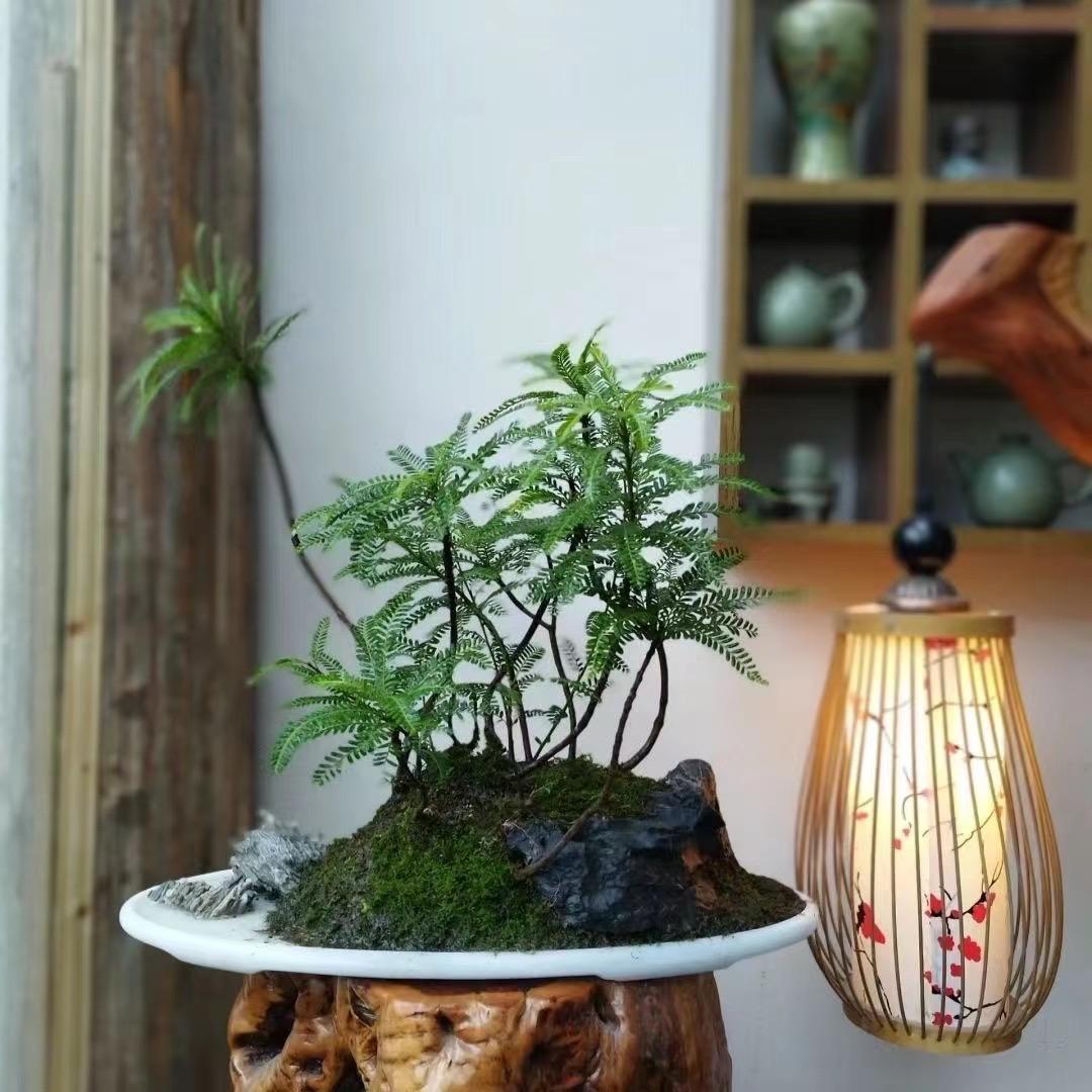 小山初晴盆景园