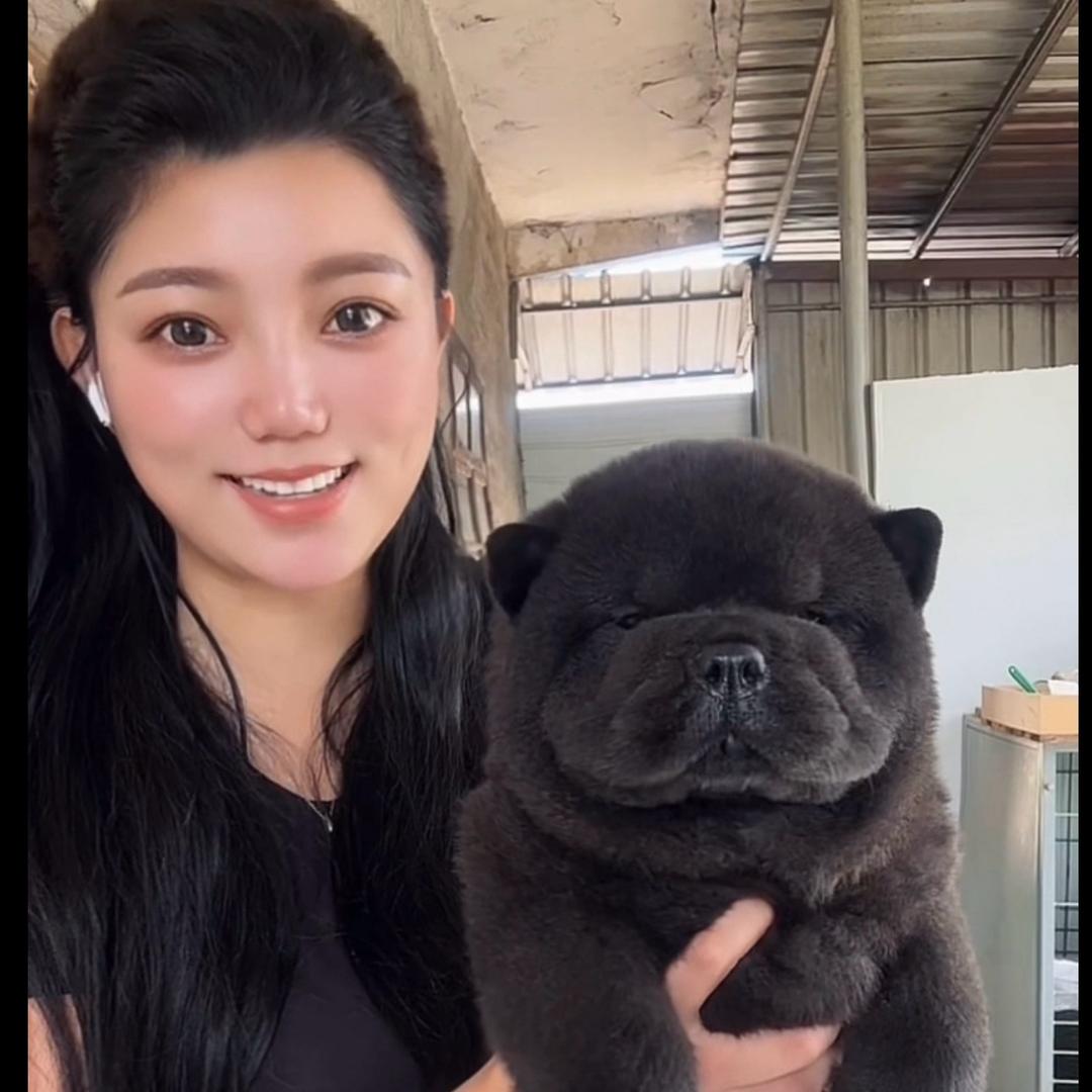 小九汪汪队