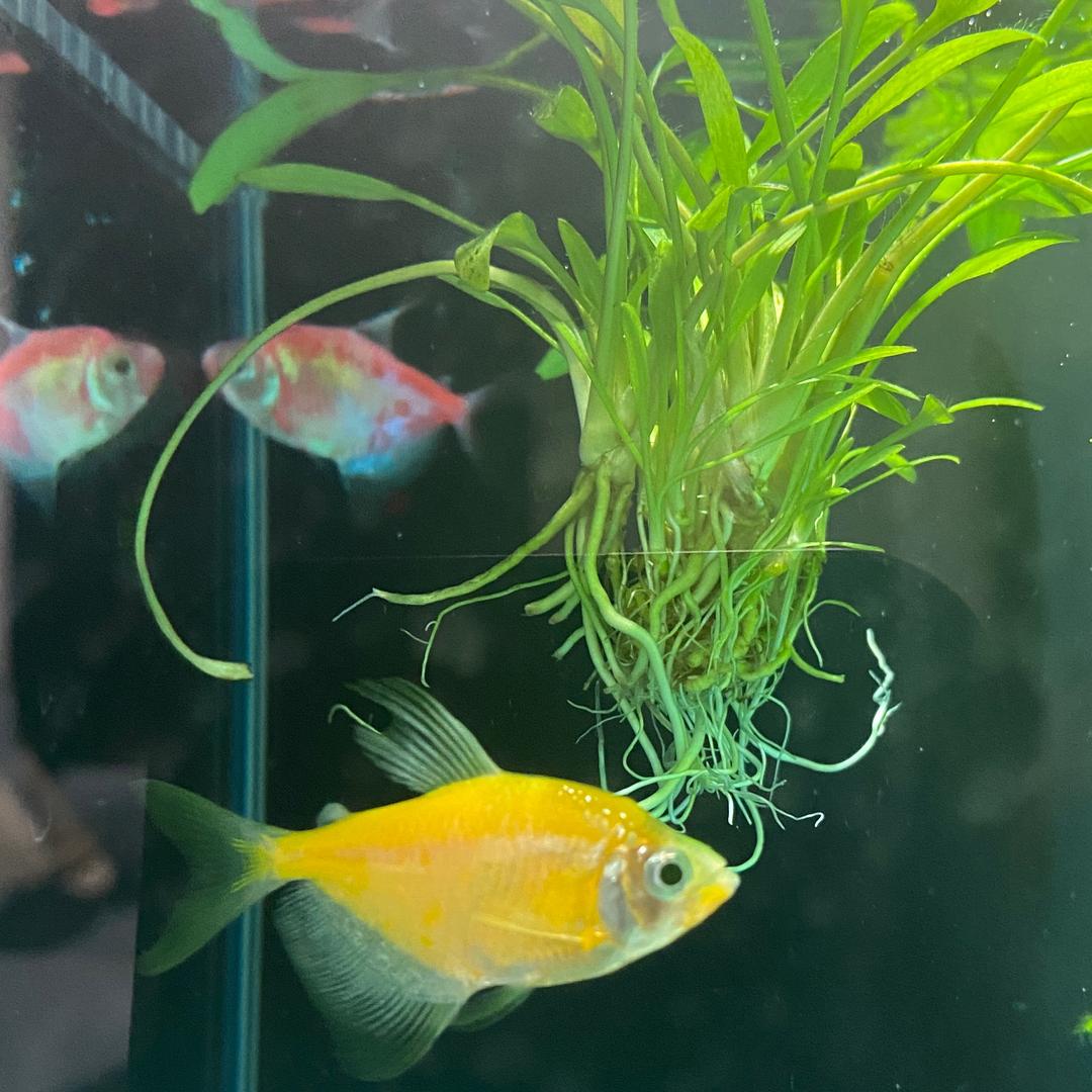 扎进雾里的鱼