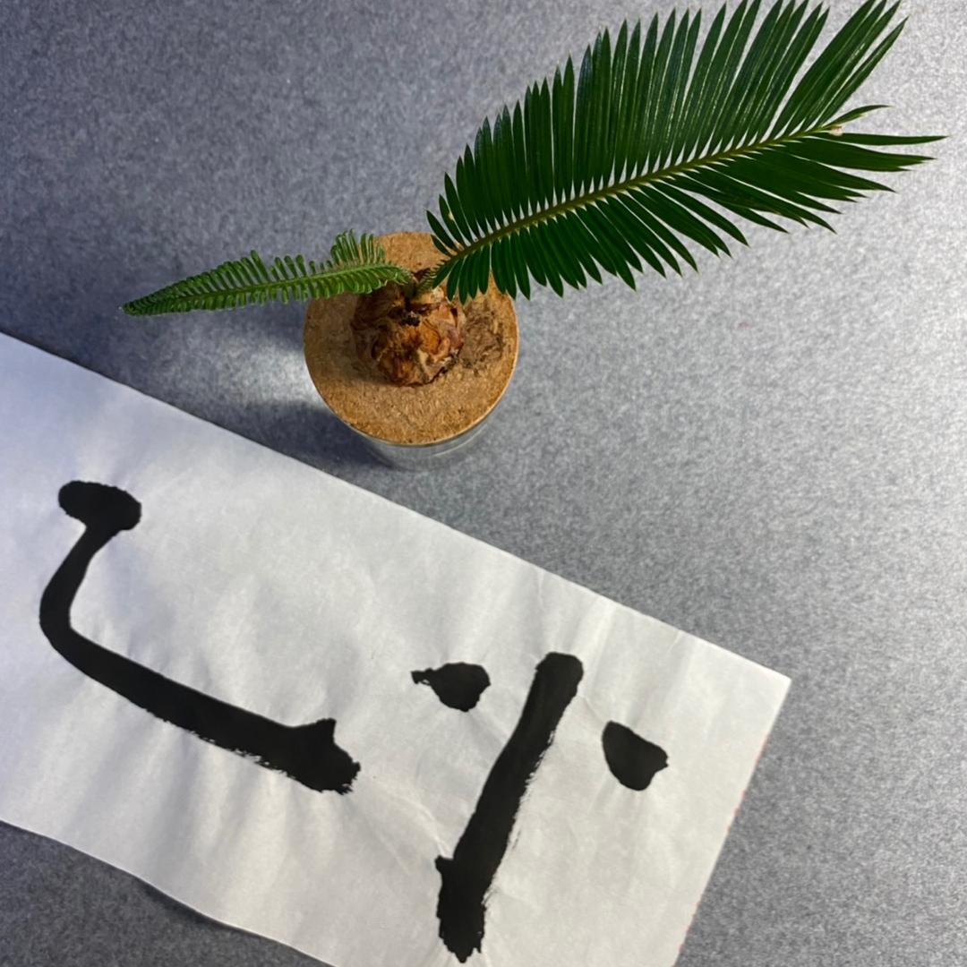小乙🌱