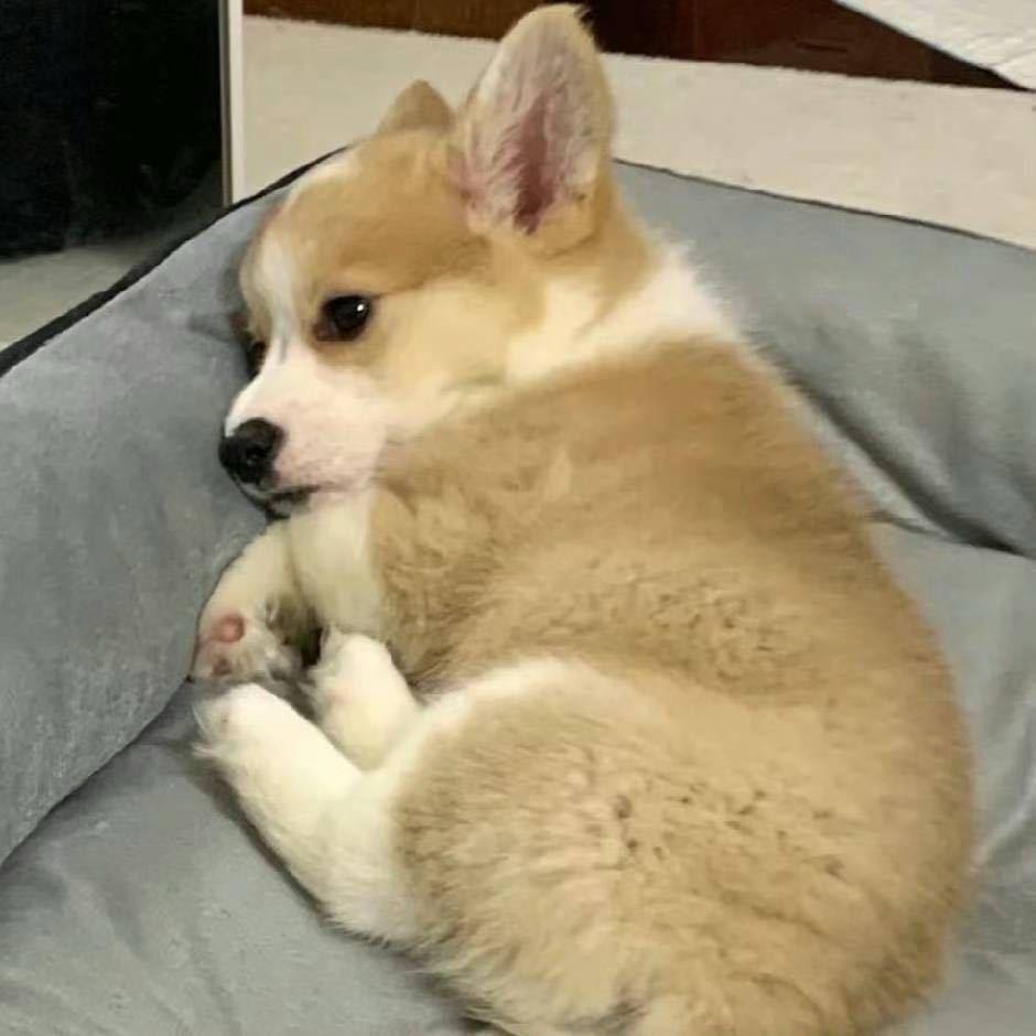 睡个好觉💤