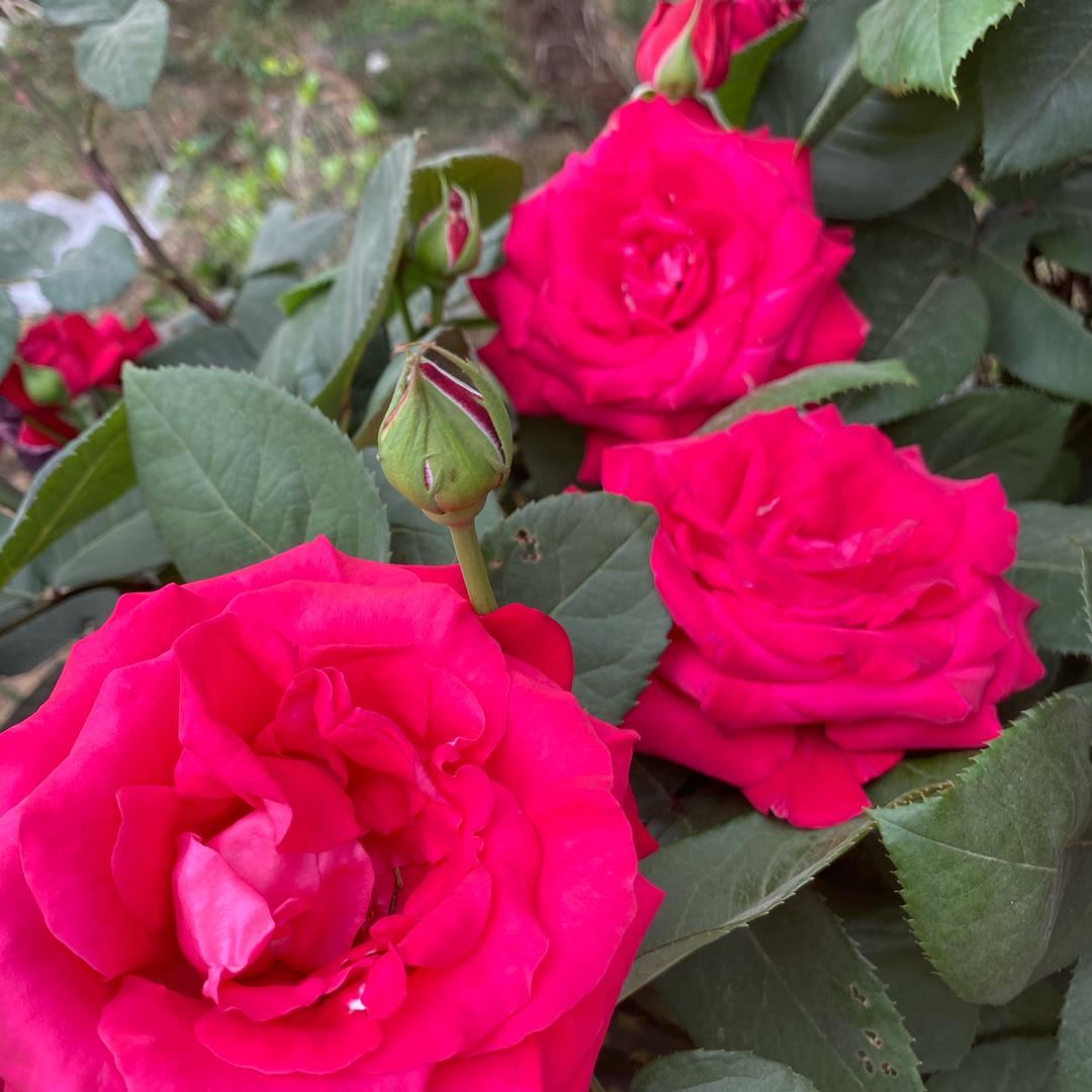 🌺胡姐 💕  💕