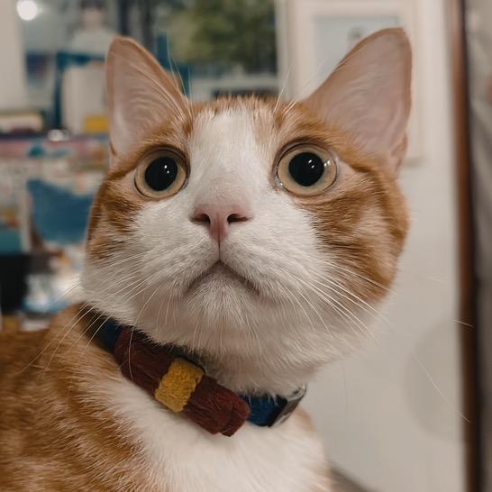 我的猫猫酱吉良吉影