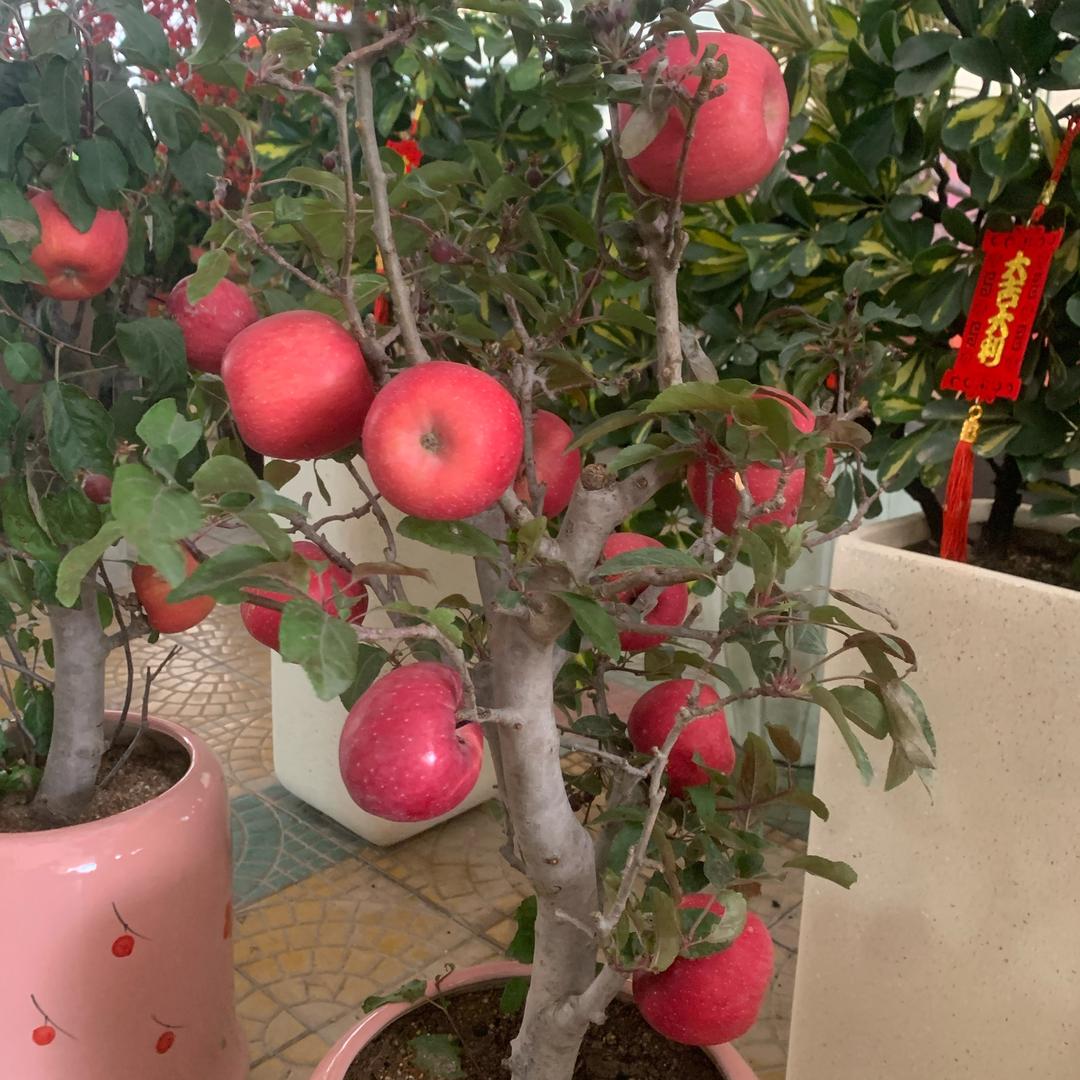 我命由我不由天