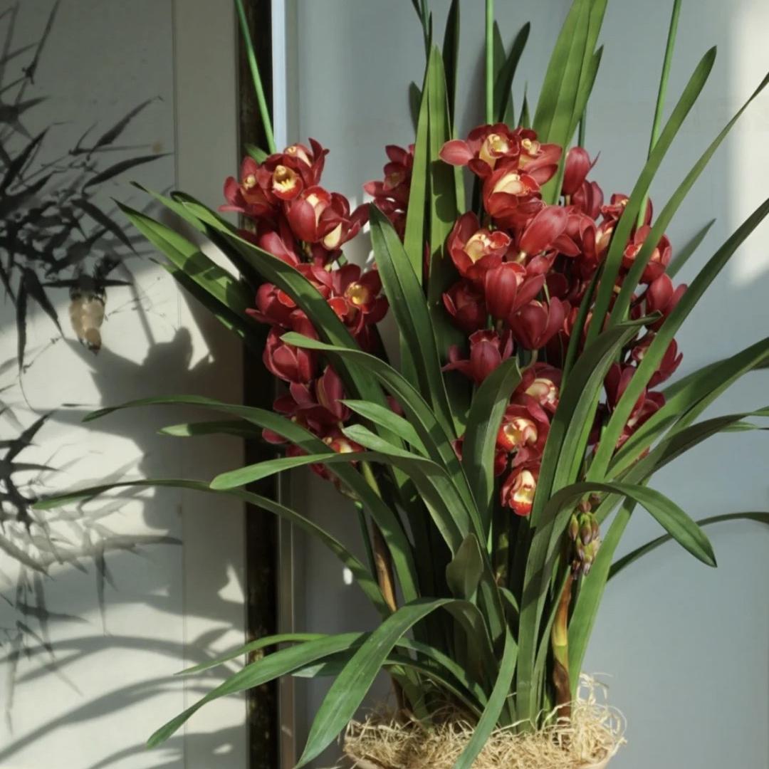 小胖花卉坊