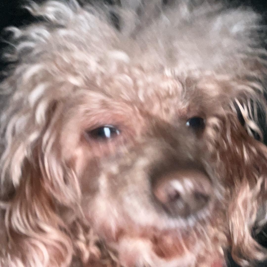 Kitashirakawa Tamako