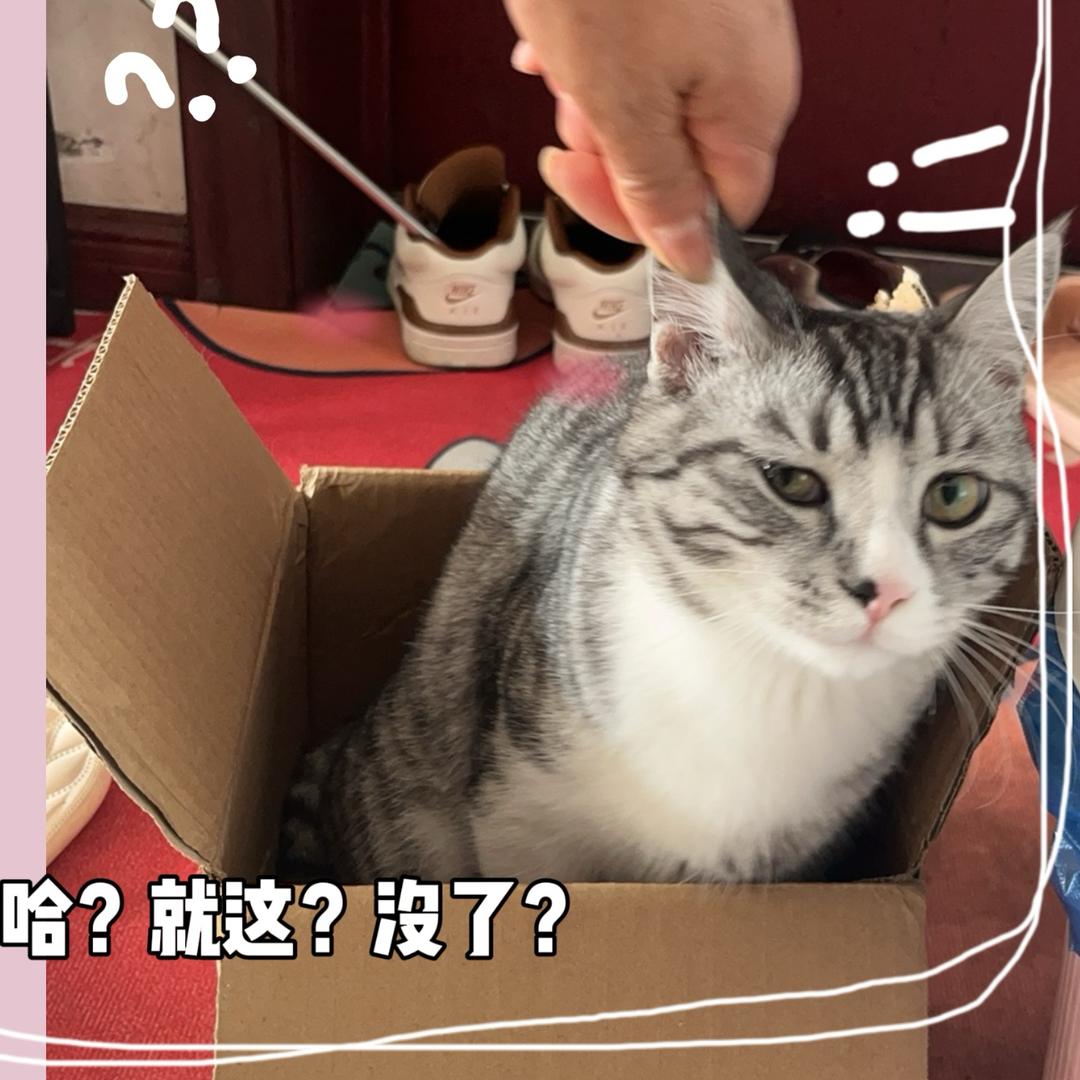鲤鲸🐳