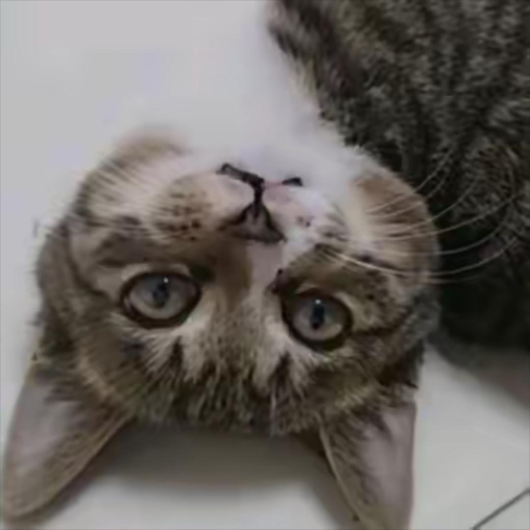 大野猪户外（万人交流互动）