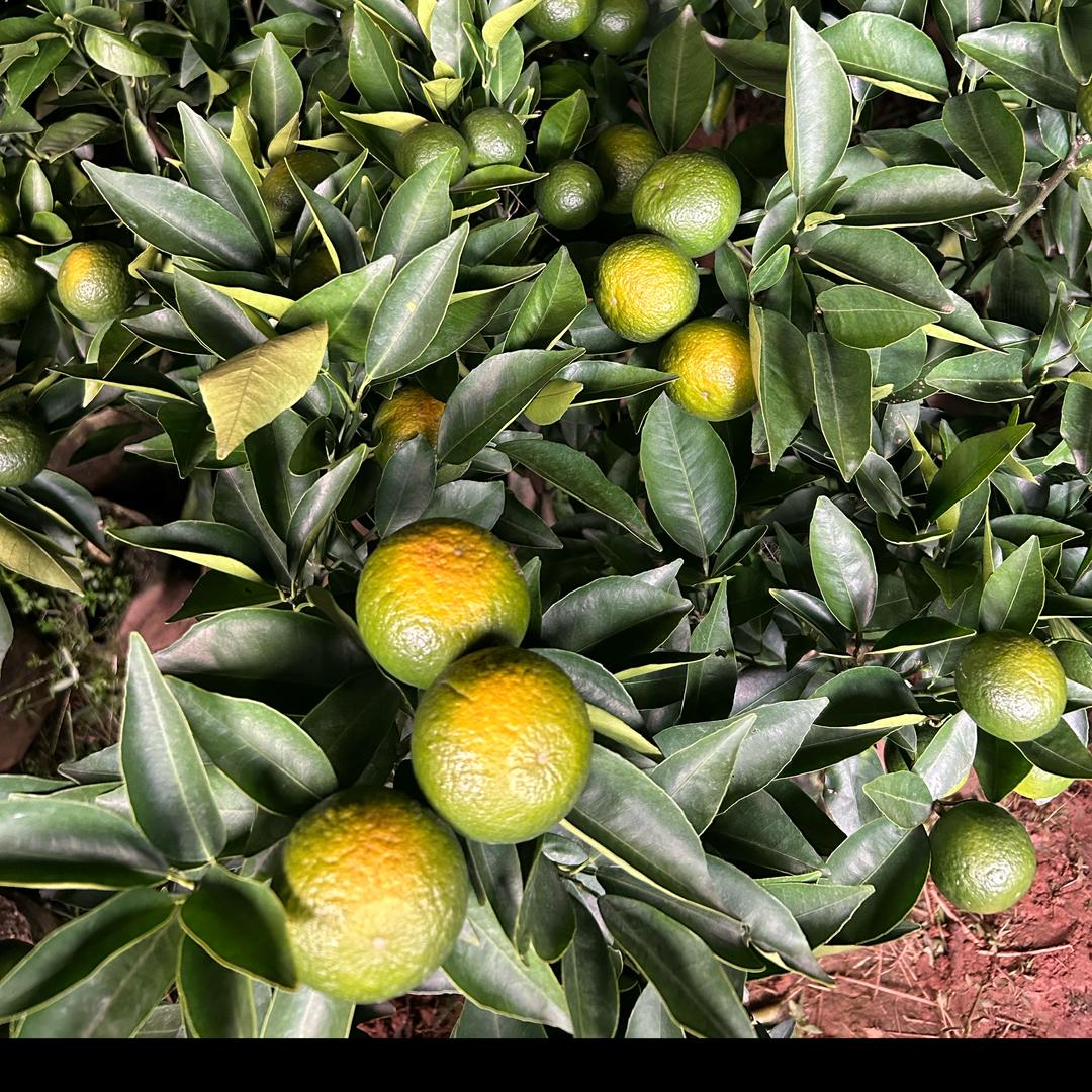 红姐绿植严选