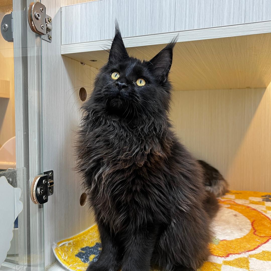 优宠小玉米退坑出