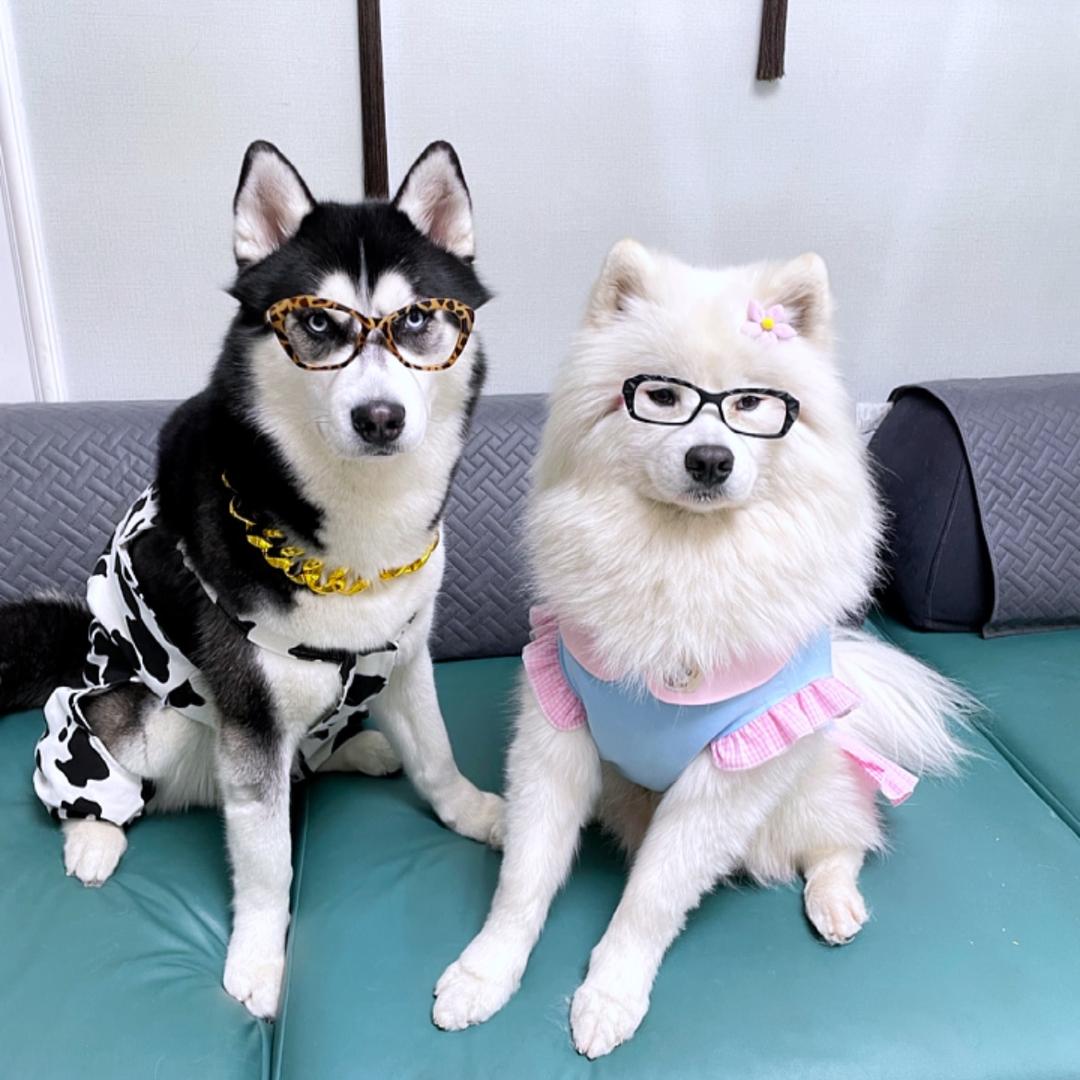 仔仔和奥利给