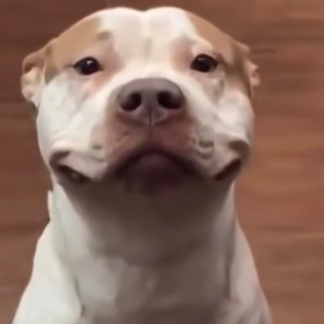 路牙子