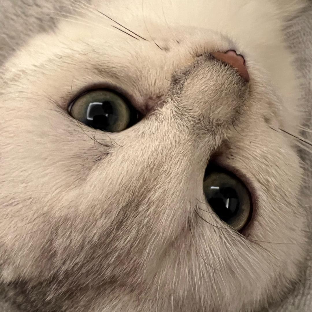 绝峰·店长奶牛猫（三角洲行动）