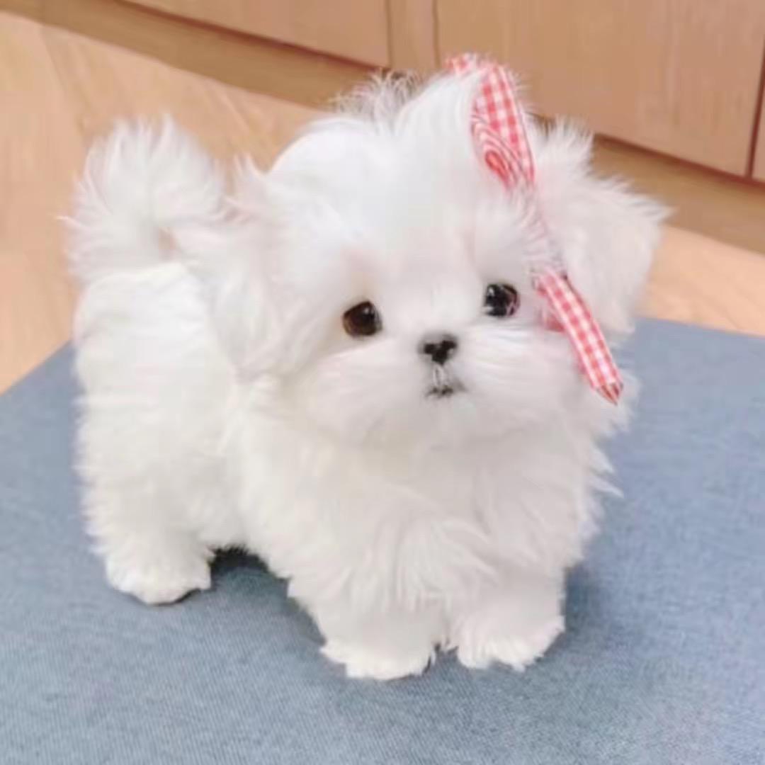 小语