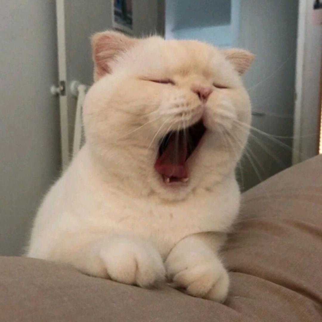 葡萄呀
