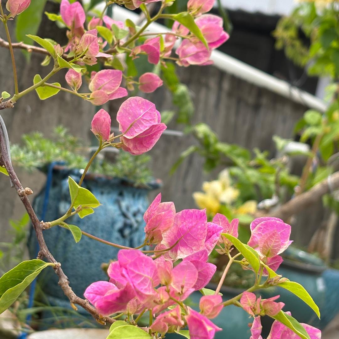 胖子老叫花