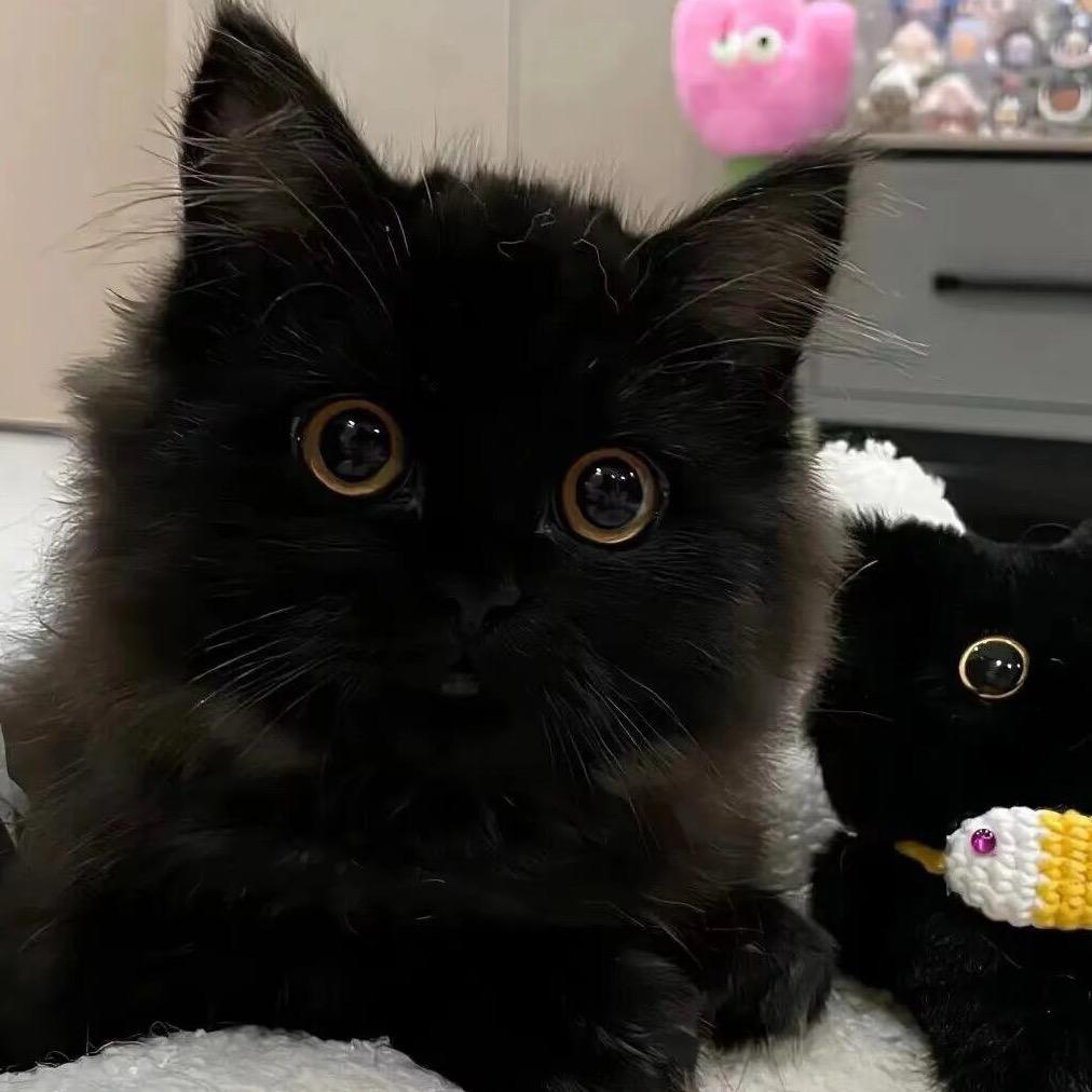 猫🐾