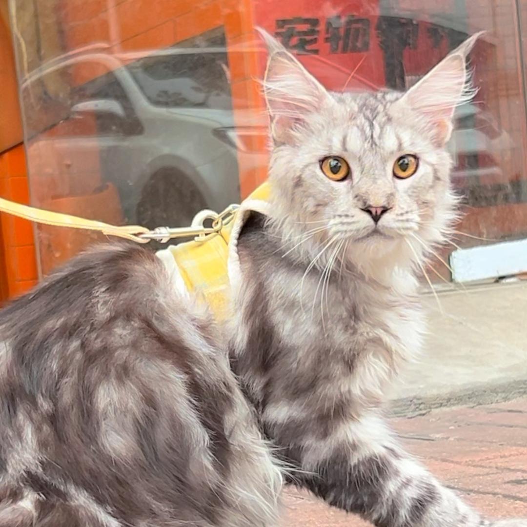 格斯拉