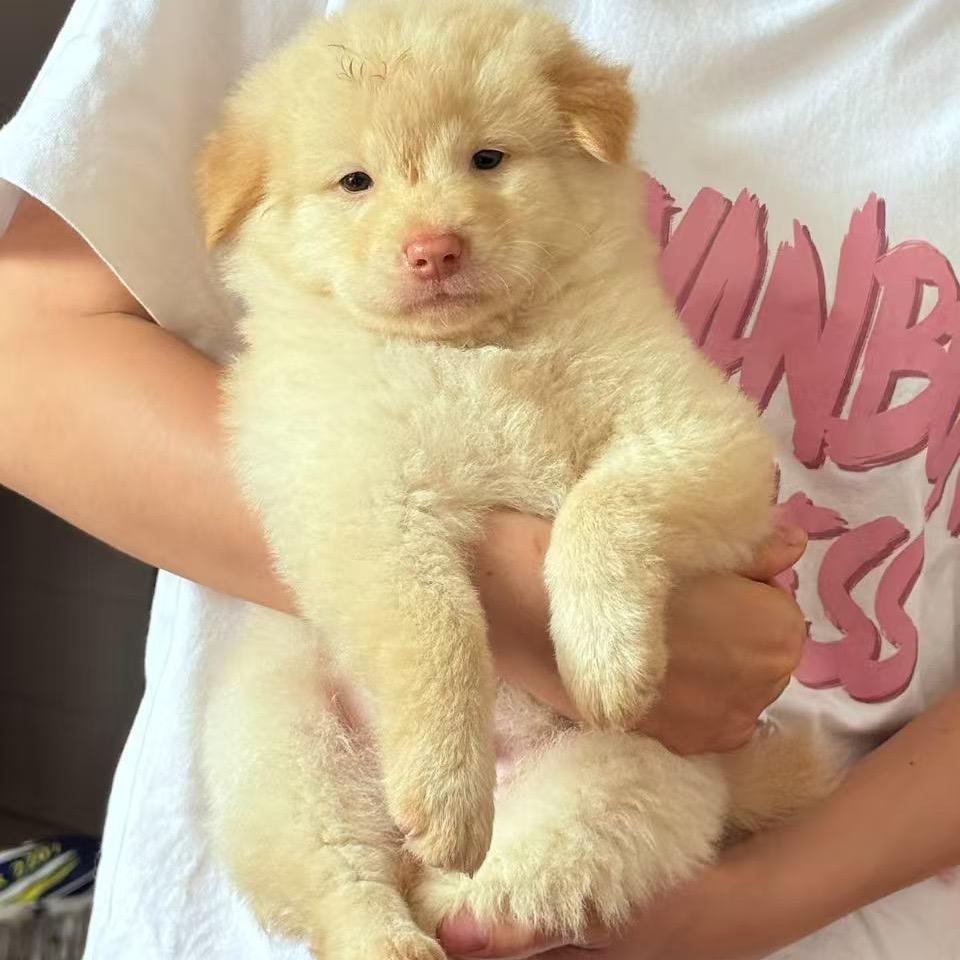 农村田园犬🐶🐶