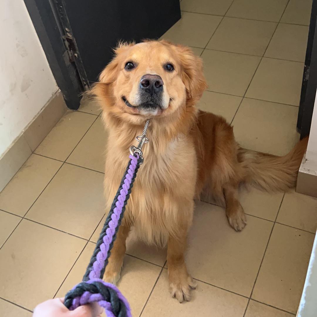 犟种金桔