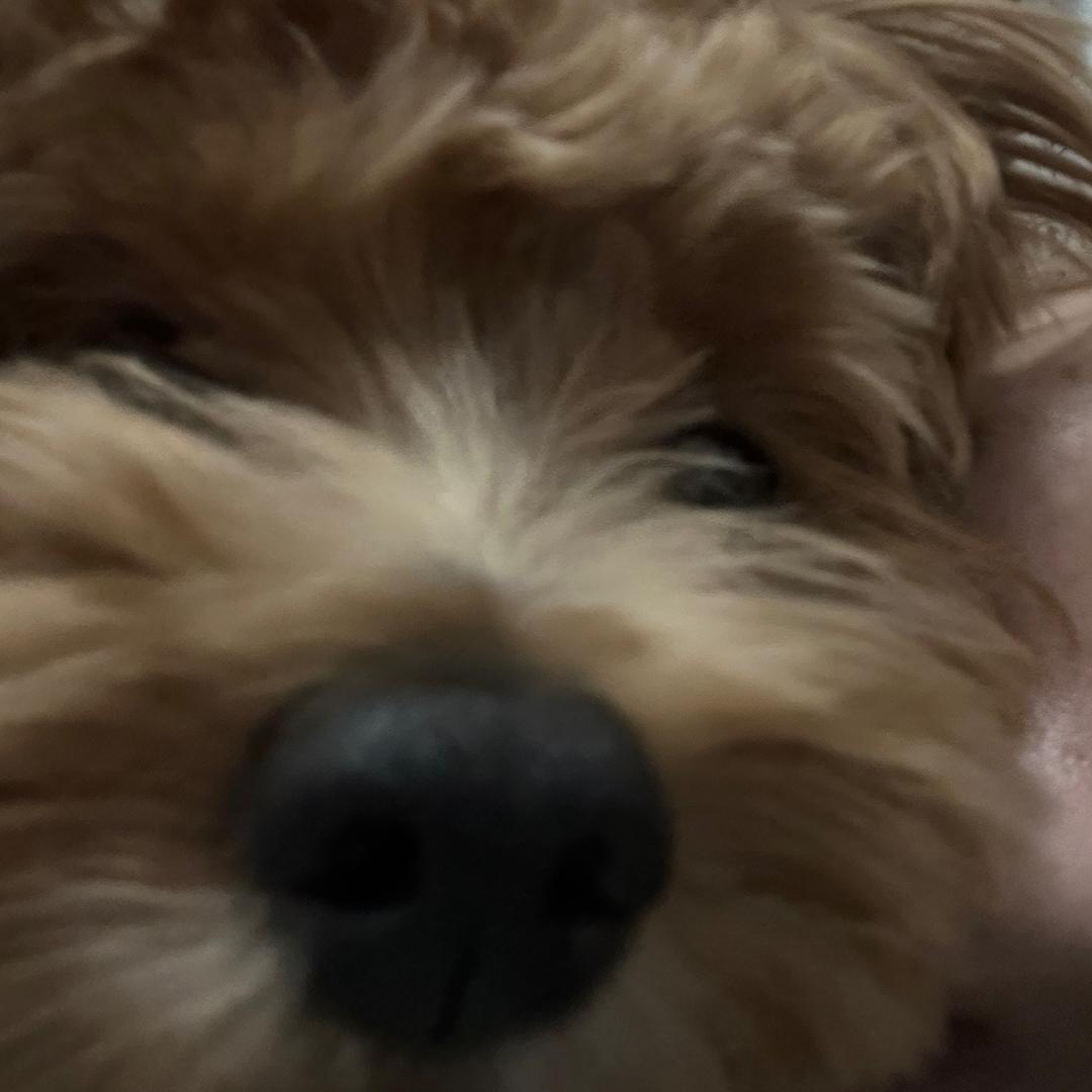 火辣仔排