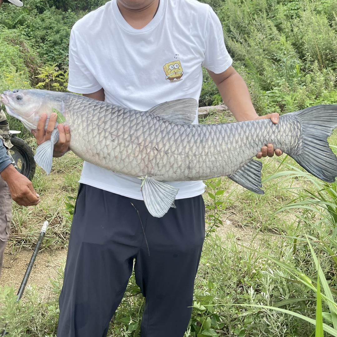 向日葵钓鱼装备