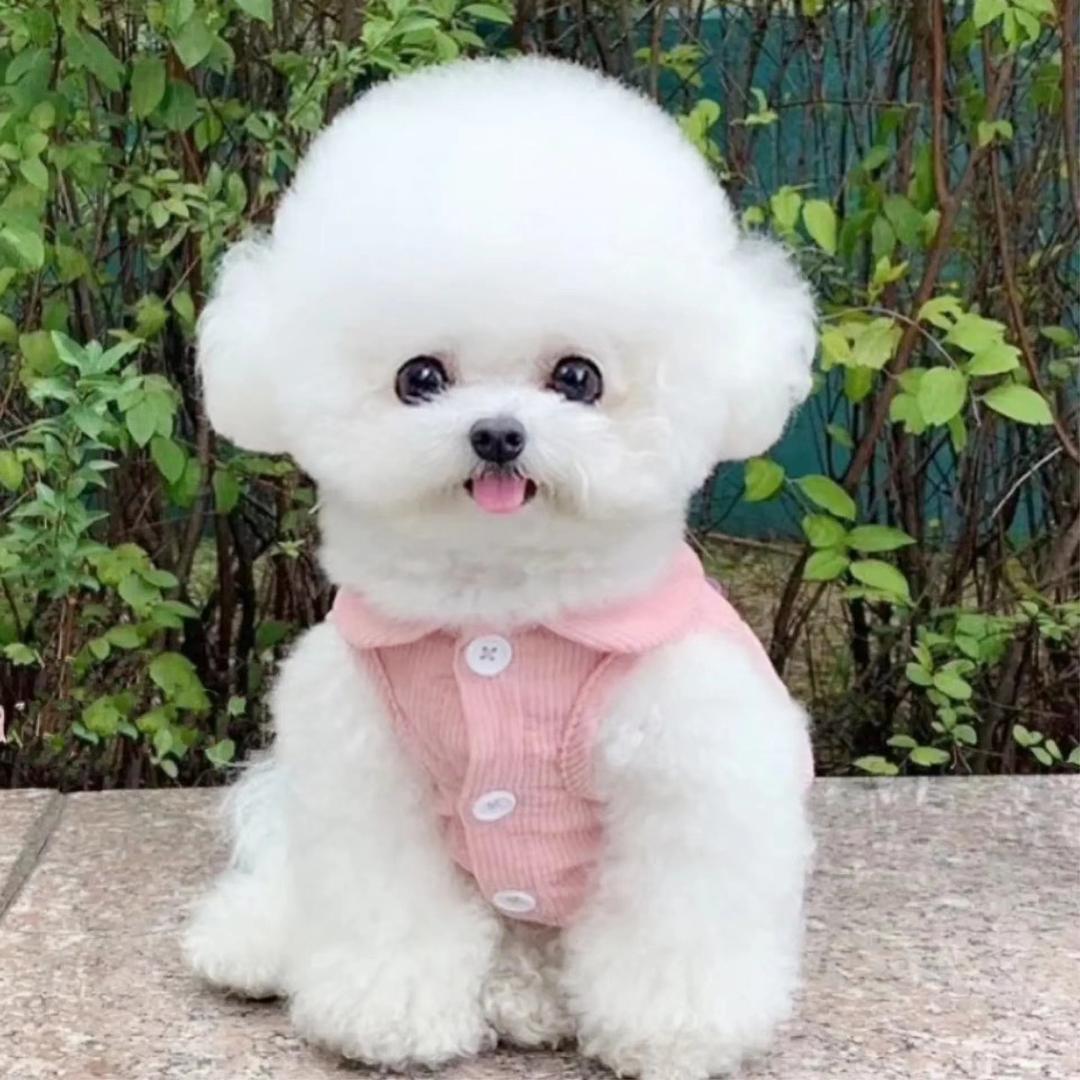 甜甜家韩系比熊