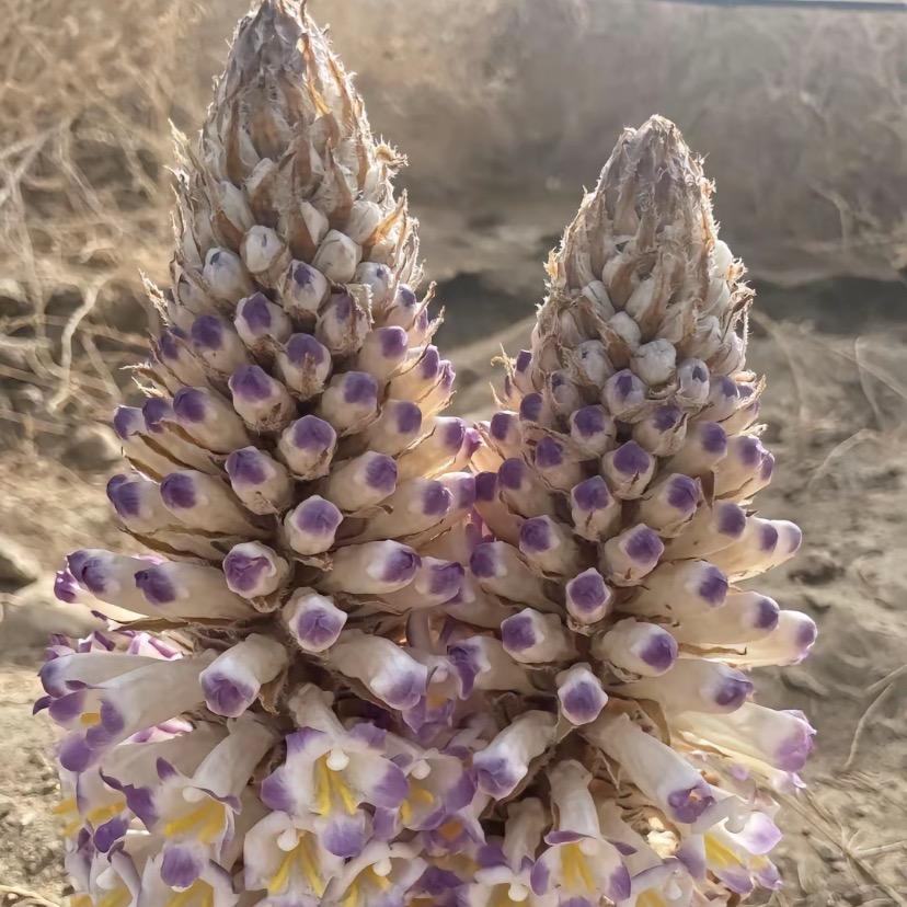 大漠双雄蓉和锁