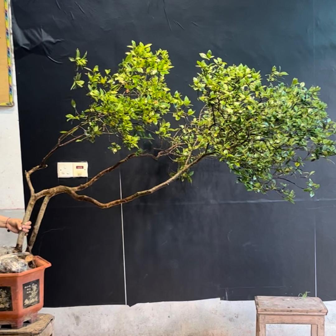 山里人花卉