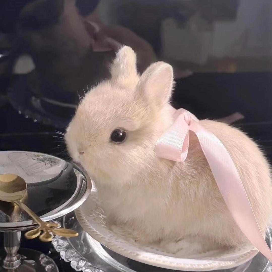 肥兔🐰拆卡