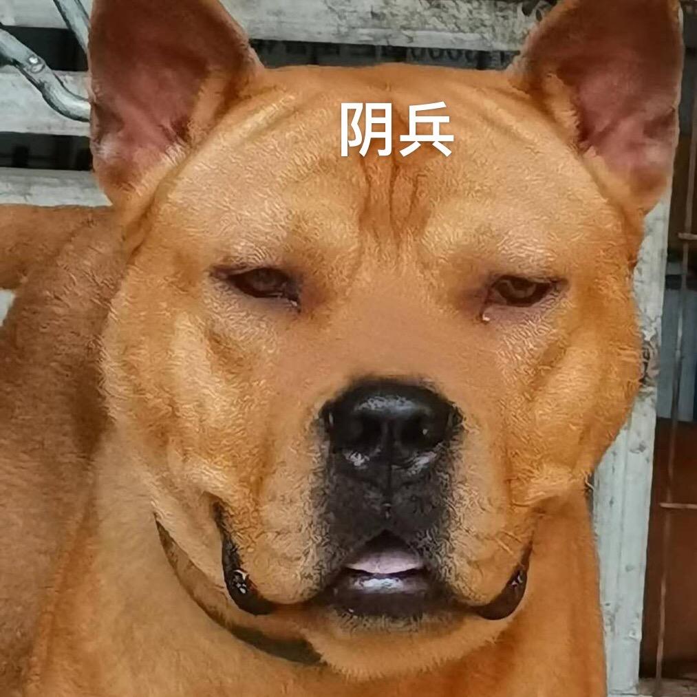 精品杂斗，阴兵