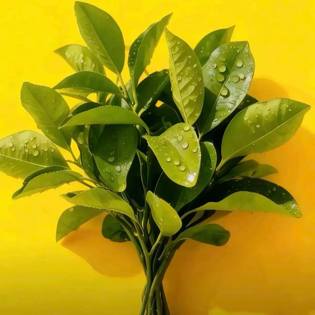 教幼儿园的粥粥老师