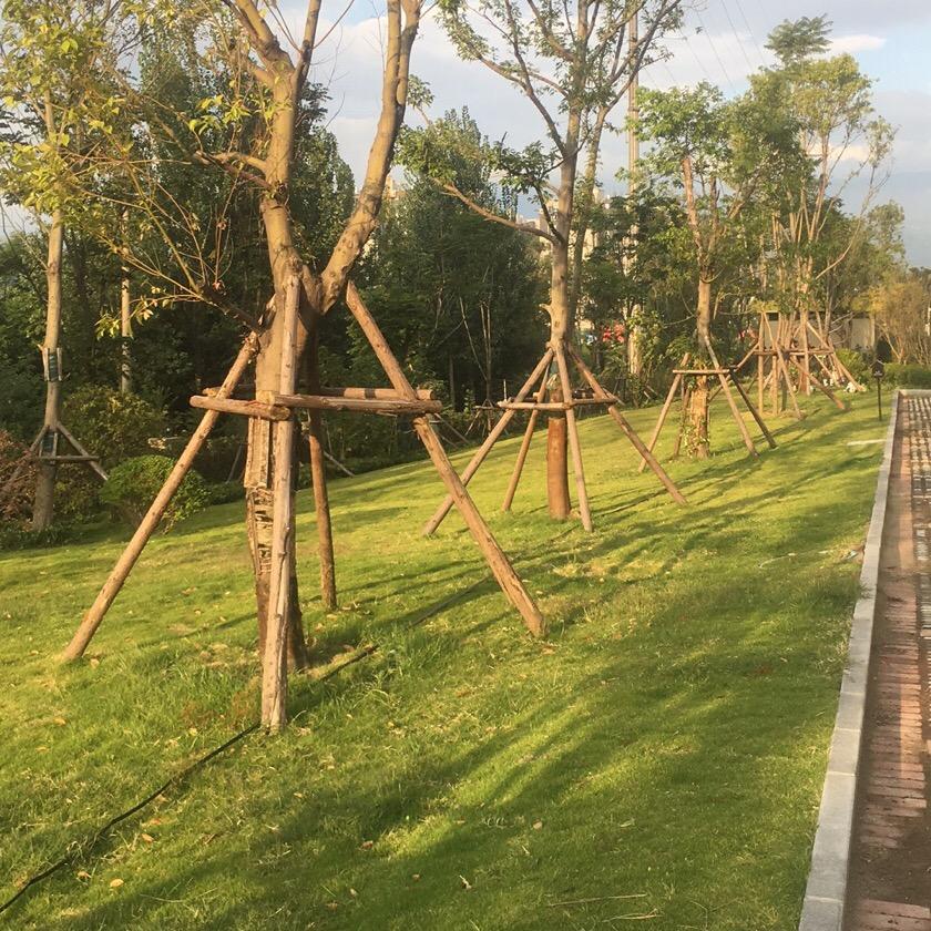 常先森