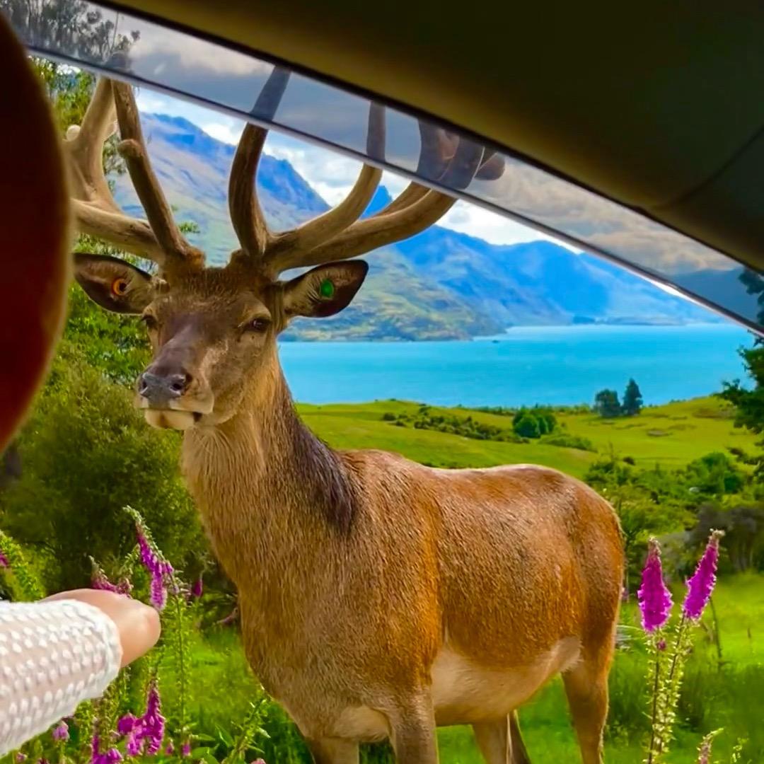 🦌