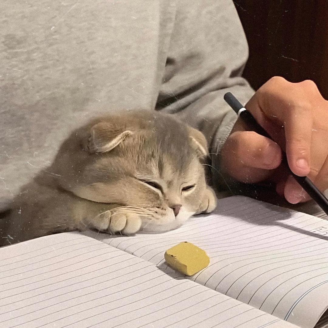 仙、不吃香菜🍀