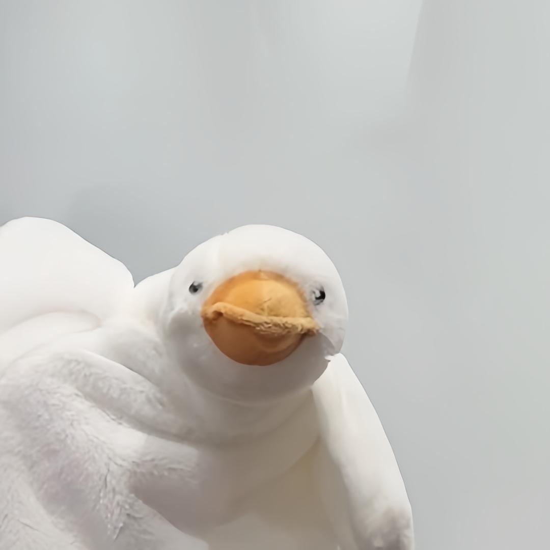 纯情大鹅