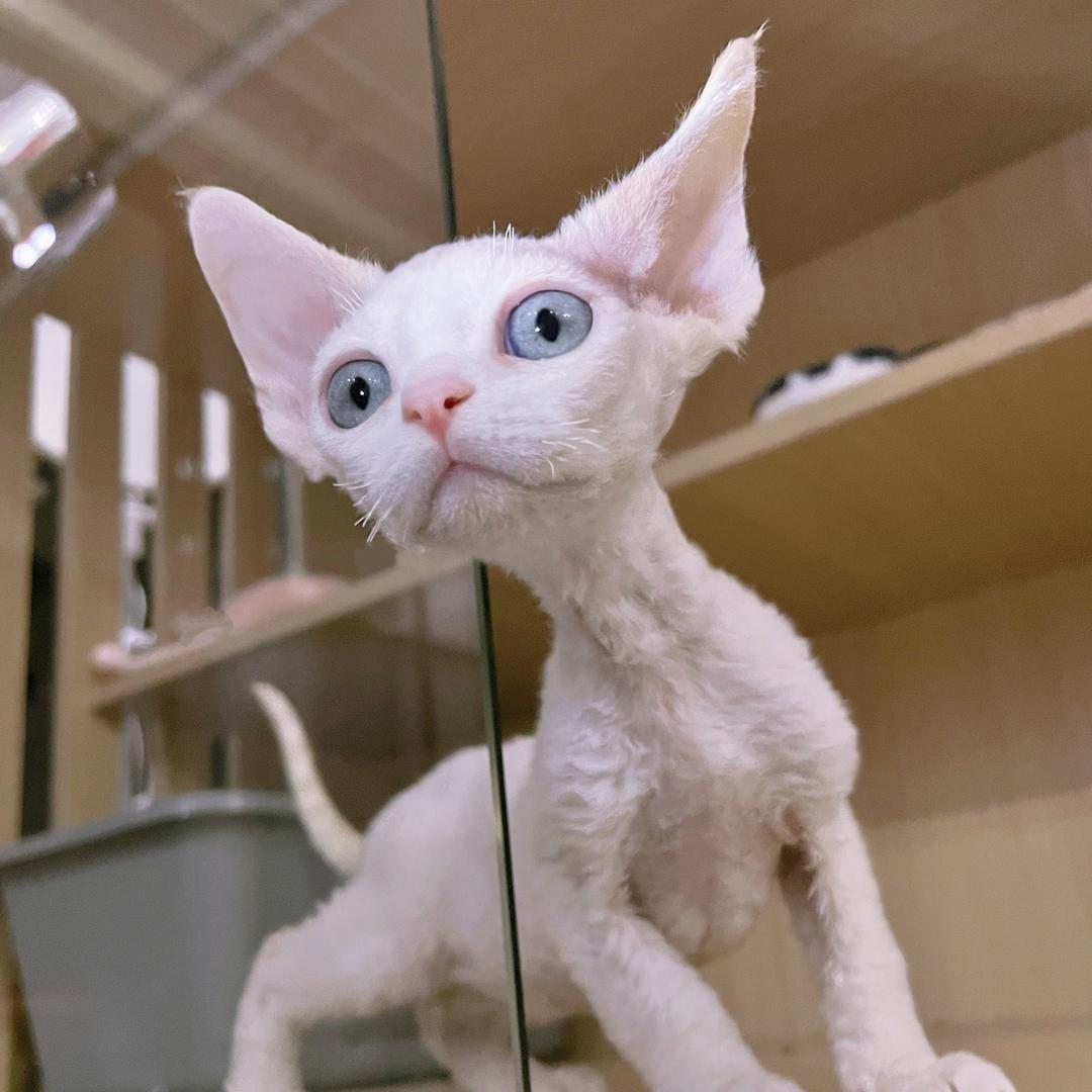 锡城德文猫