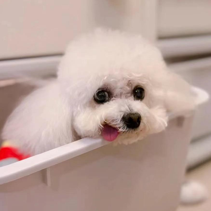 雪儿和小妮的养老生活🐩🐻