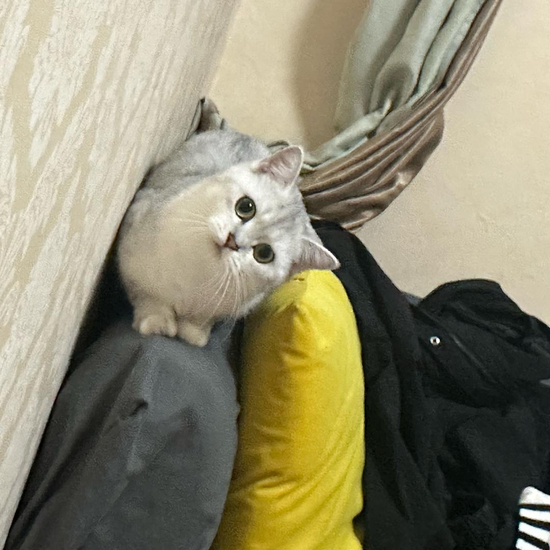 碎碎