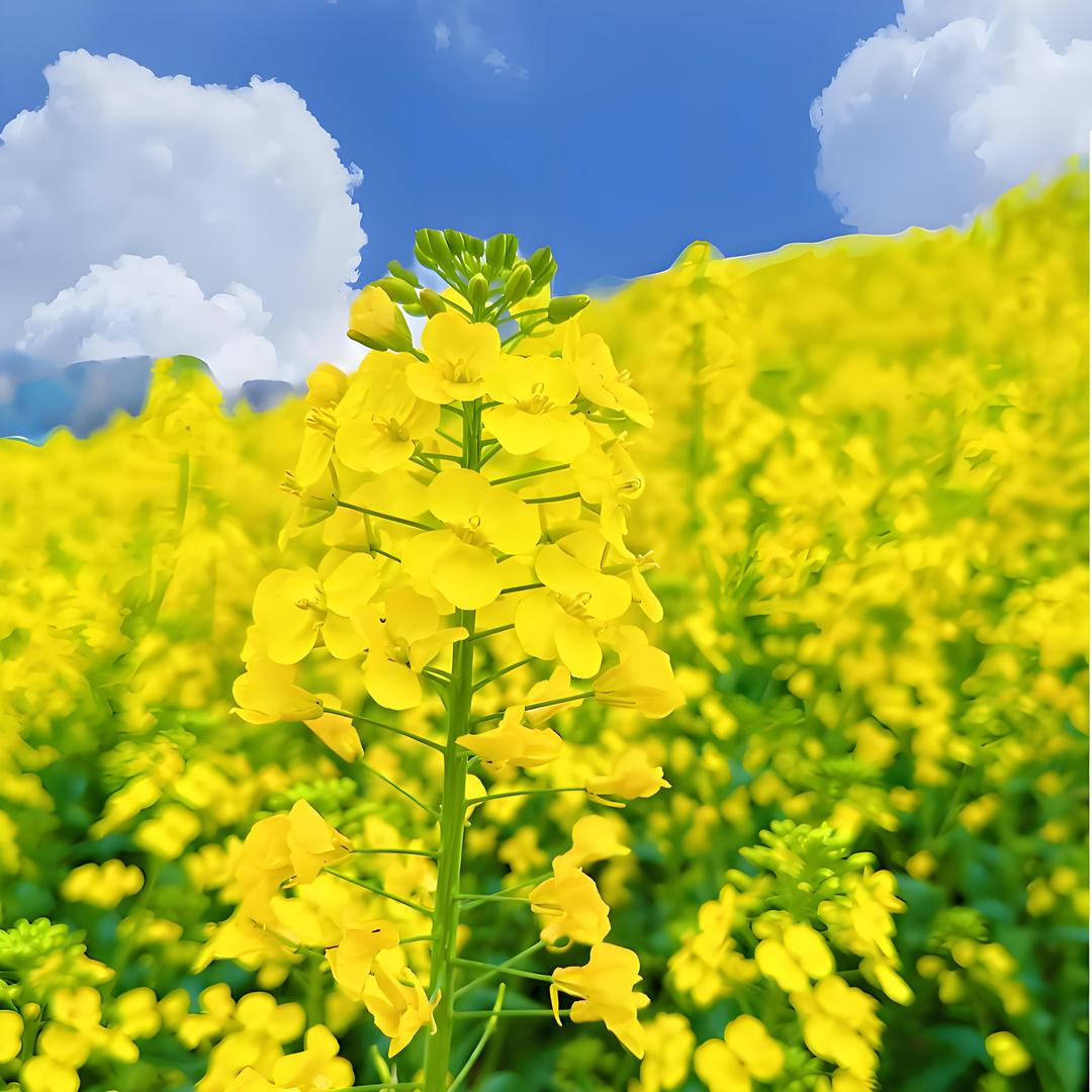 四川压榨纯菜籽油(国企工厂)