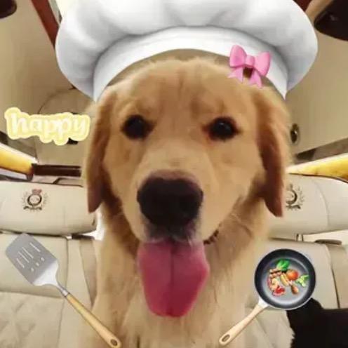 怪气噔噔🐶
